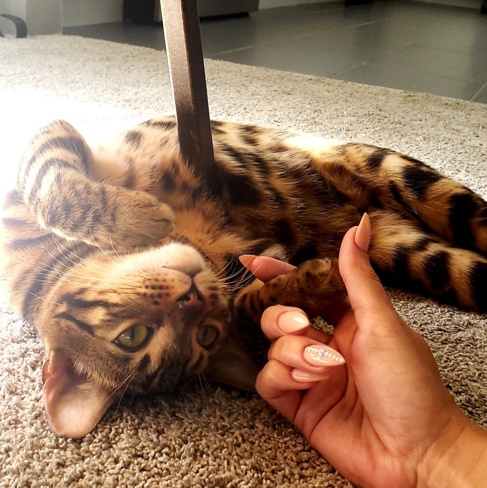 😻 WANT MORE FOLLOWERS? 😻 - Picture 4 of 6